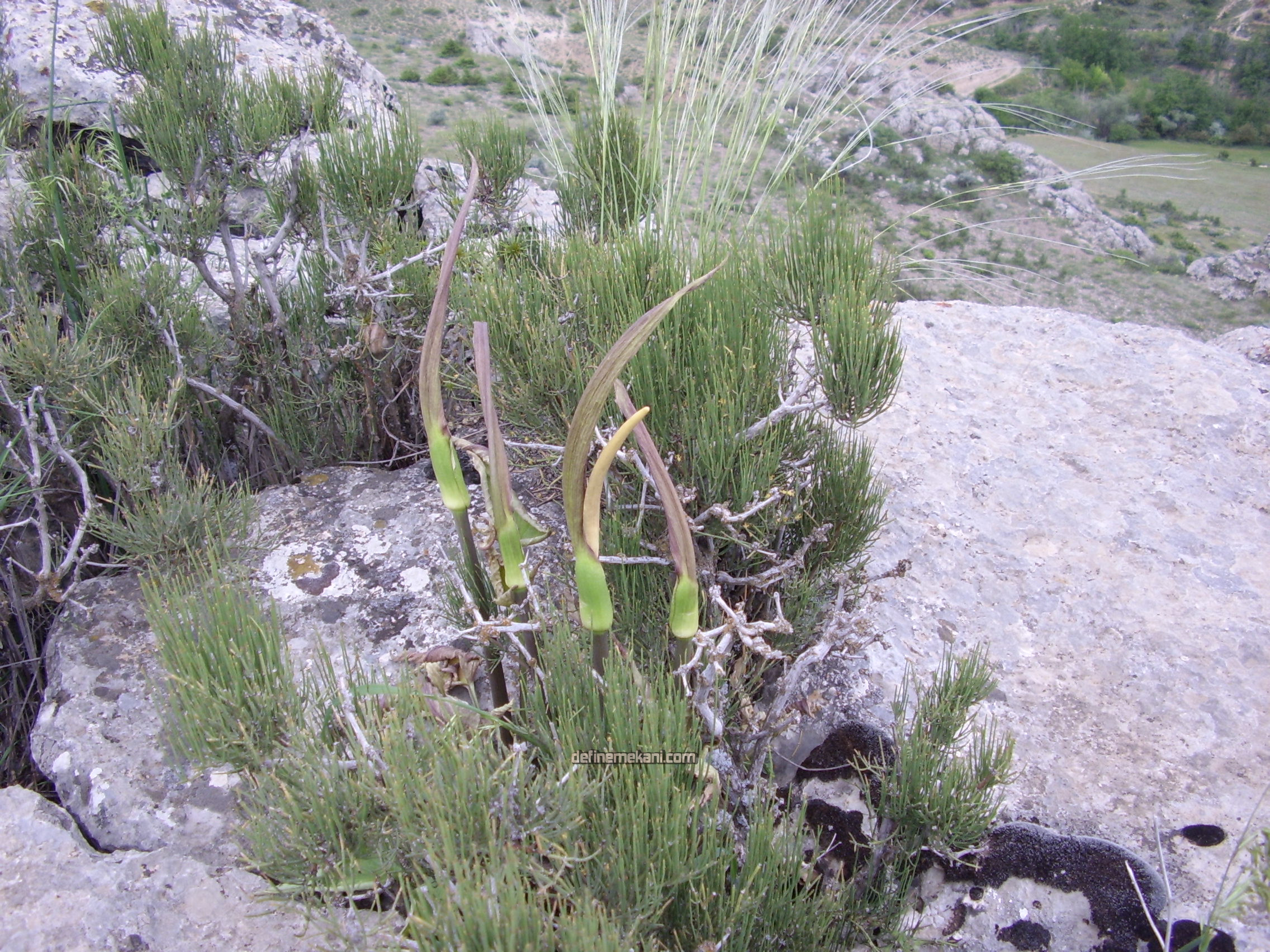 STA41393.JPG
