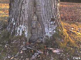 ARFARtreesurgeon2_clark.jpg