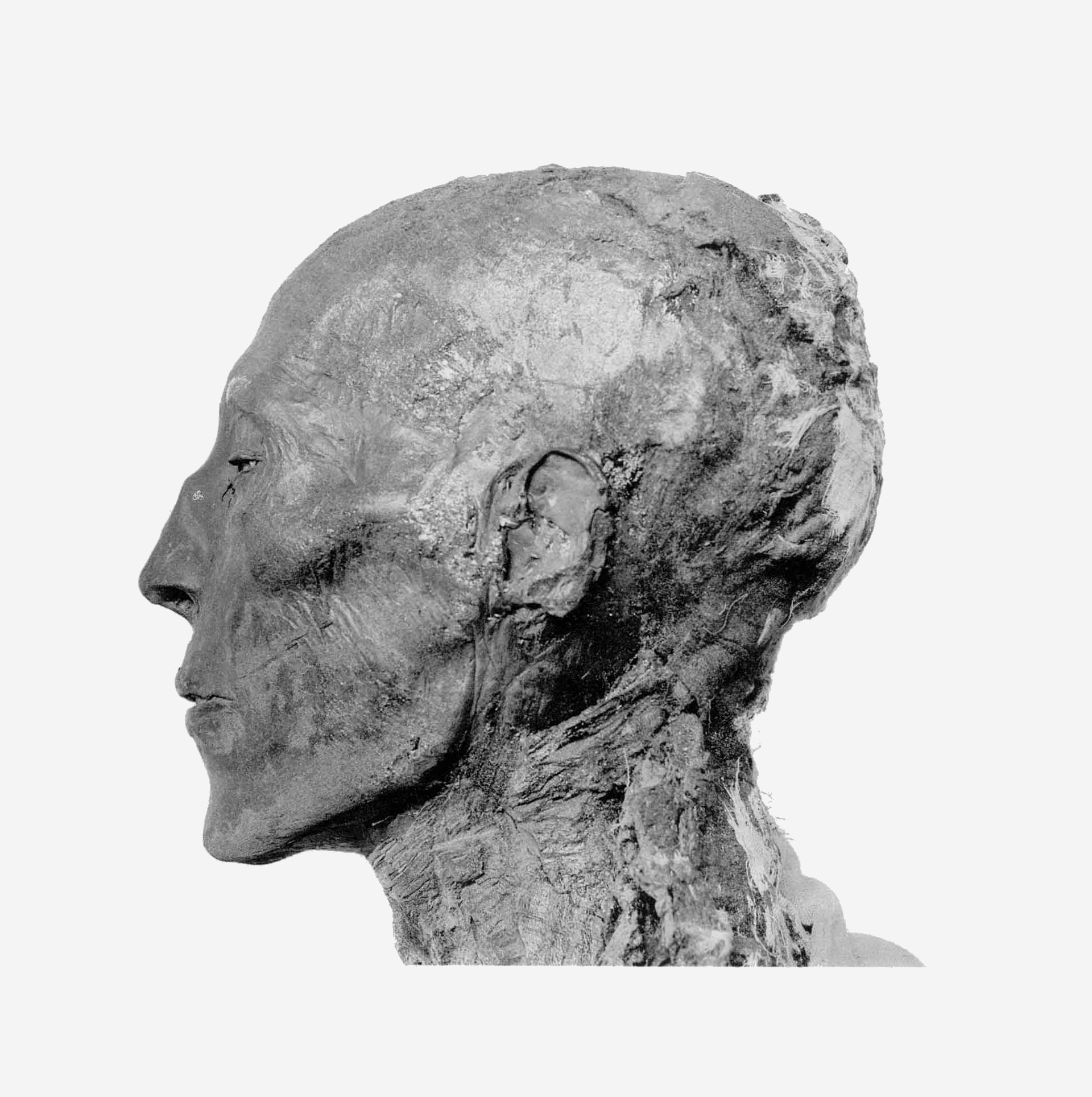 Seti_I_mummy_head_profile.png