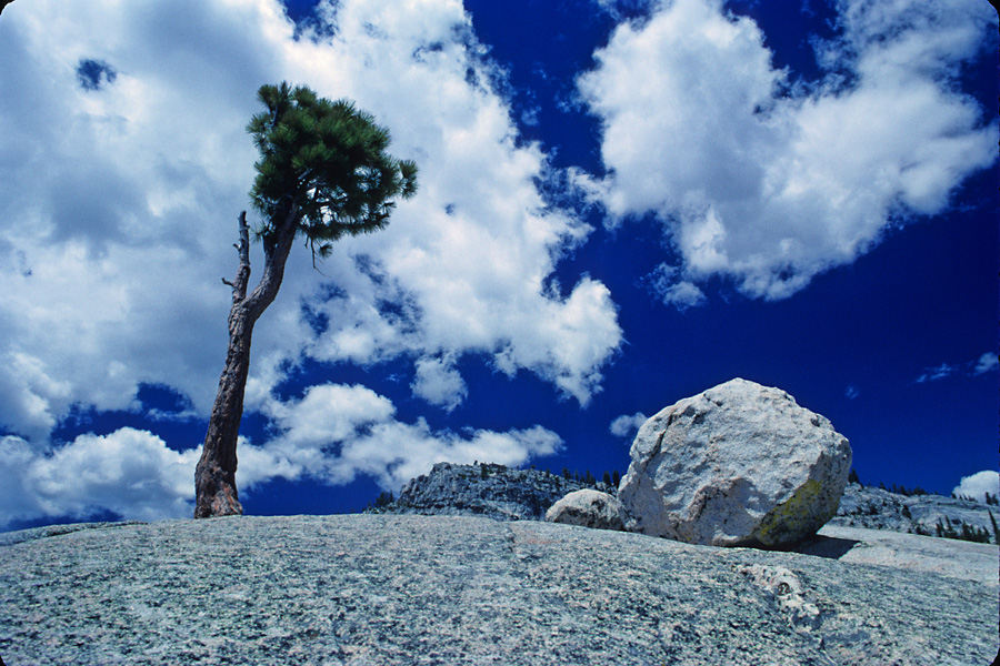 TreeRock88w.jpg