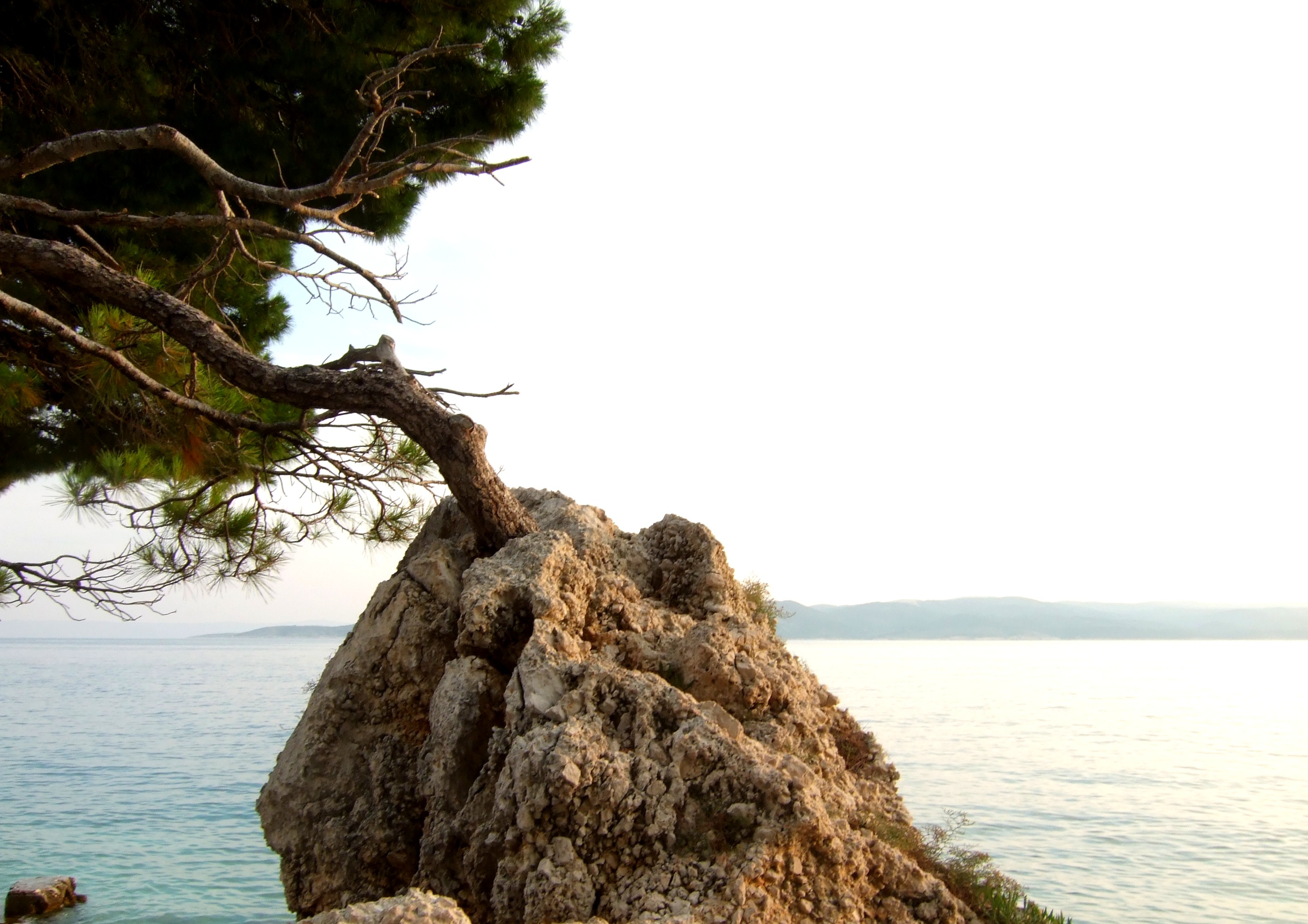 Tree_on_the_rock.jpeg