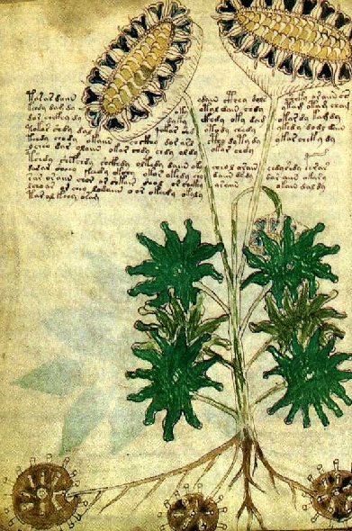 voynich.jpg